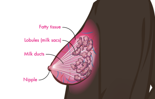 Breast anatomy