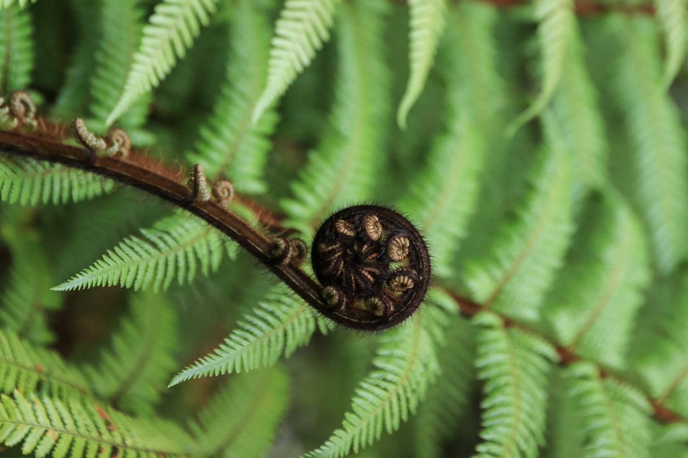 Te Piki Oranga - Māori wellness services